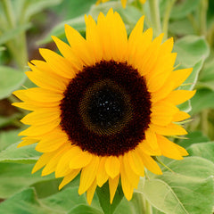 Zohar Sunflower