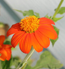 Mexican Torch