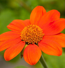 Mexican Torch