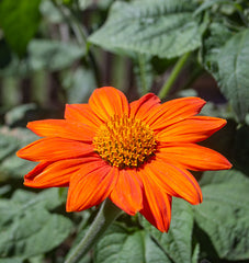 Mexican Torch