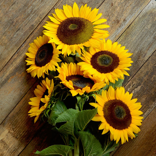 Sunrich Orange Summer Sunflower