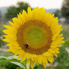 Sunrich Lime Sunflower