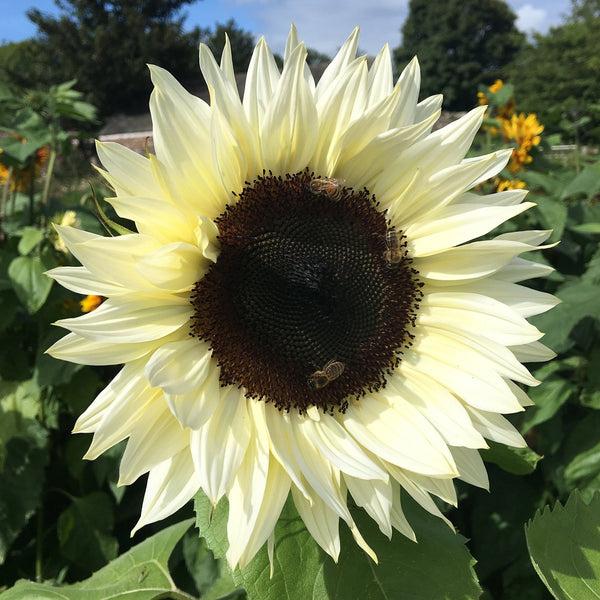 Procut White Nite Sunflower