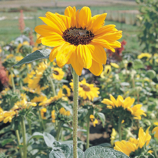 Soraya Sunflower