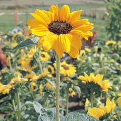 Soraya Sunflower