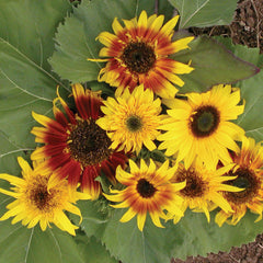 The Joker Sunflower