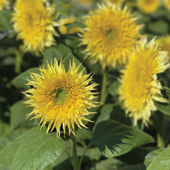 Lemon Cutie Sunflower