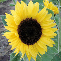 Sunrich Lemon Sunflower