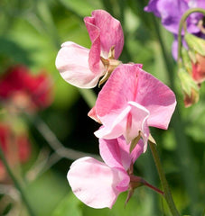 Butterfly Blend