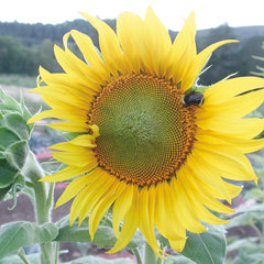 Sunseed Sunflower