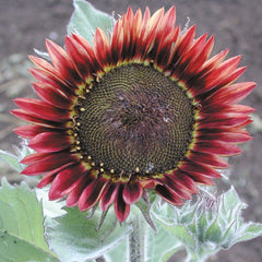 Floristan Sunflower