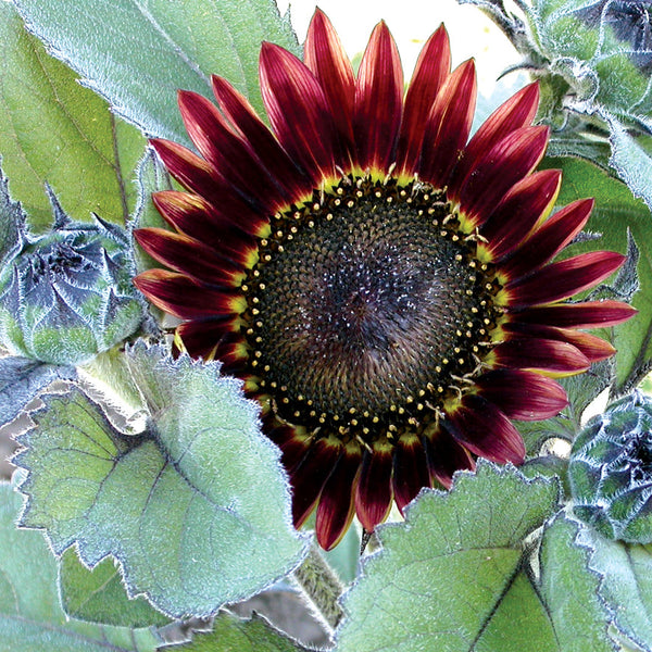 Floristan Sunflower