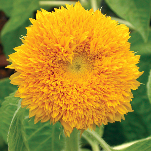 Teddy Bear Sunflower