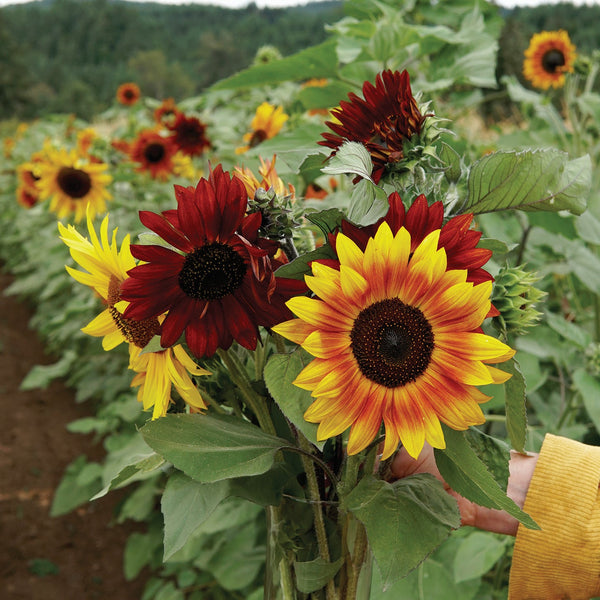 Red Sun Sunflower