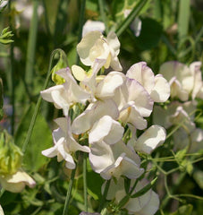 High Scent