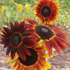 Infrared Mix Sunflower