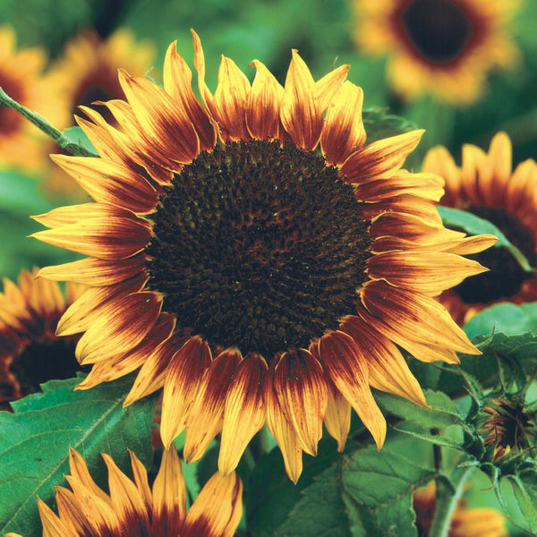 Ring Of Fire Sunflower