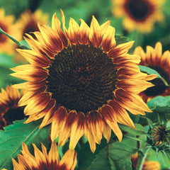 Ring Of Fire Sunflower