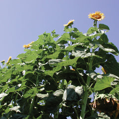 American Giant Sunflower