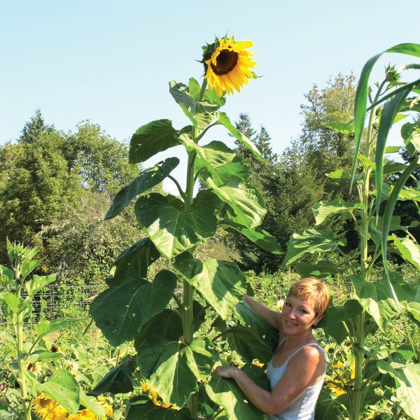 American Giant Sunflower