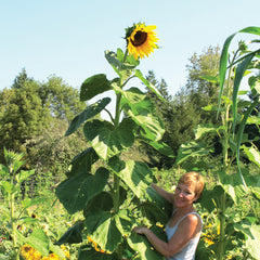 American Giant Sunflower