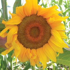 Snack Mix Sunflower