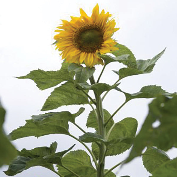 Mongolian Giant Sunflower