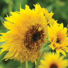 Starburst Panache Sunflower