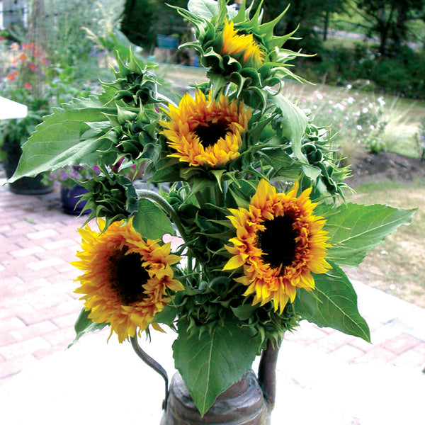 Starburst Panache Sunflower