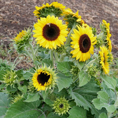 Waooh Sunflower