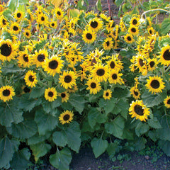 Waooh Sunflower