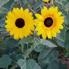 Full Summer Sunflower