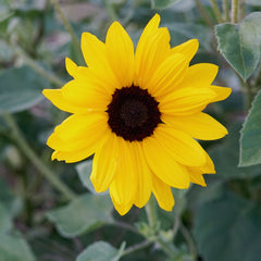 Full Summer Sunflower