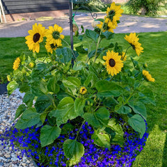 Full Summer Sunflower