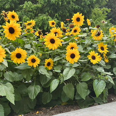 Full Summer Sunflower