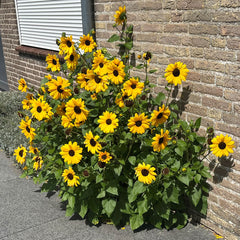 Full Summer Sunflower