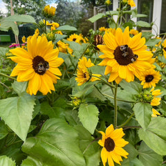 Full Summer Sunflower