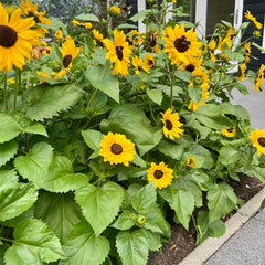 Full Summer Sunflower