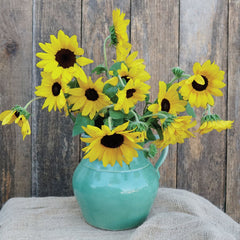 Full Summer Sunflower