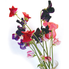 Old Spice Mix Sweet Pea