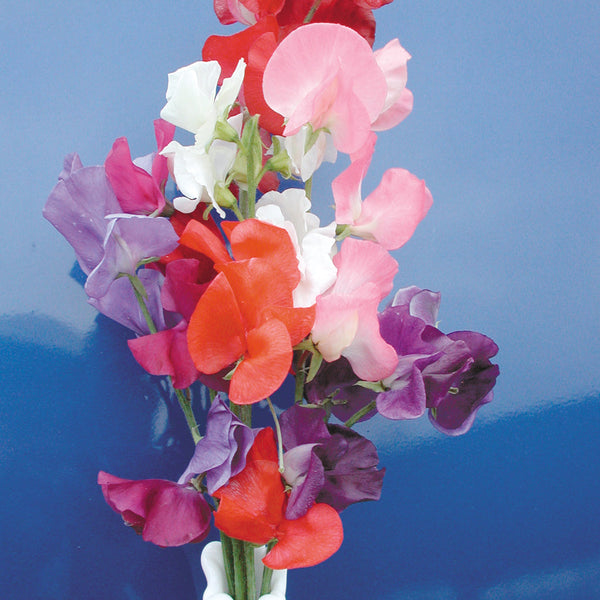 Mammoth Choice Mix Sweet Pea
