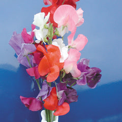 Mammoth Choice Mix Sweet Pea