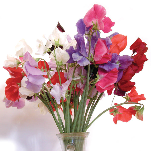 Late Spencer Choice Mix Sweet Pea