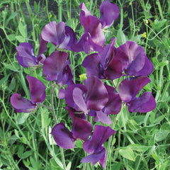 King Size Navy Blue Sweet Pea