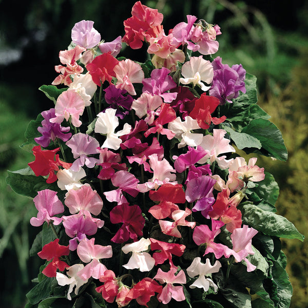 Fragrantissima Sweet Pea