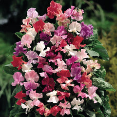 Fragrantissima Sweet Pea