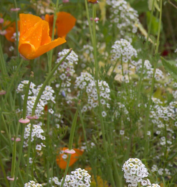 Beneficial Insect Blend