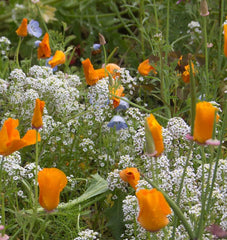 Beneficial Insect Blend