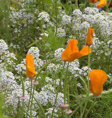 Beneficial Insect Blend