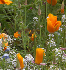 Beneficial Insect Blend